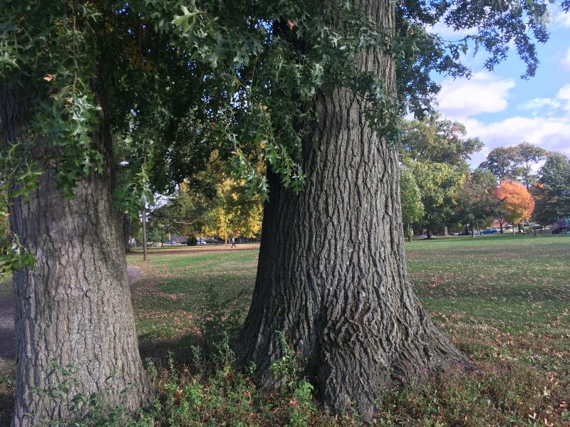 two oaks